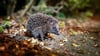 Auf der Suche nach Schutz und Nahrung: Gartenbesitzer können Igel im Herbst unterstützen.
