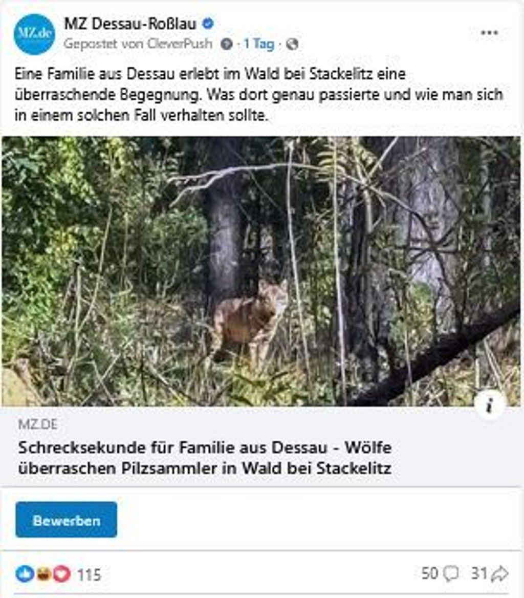 Der Facebook-Post zur Wolfsgeschichte aus Dessau.