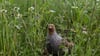 Das in seinem Bestand gefährdete Rebhuhn ist zum Vogel des Jahres gewählt worden. (Archivbild)