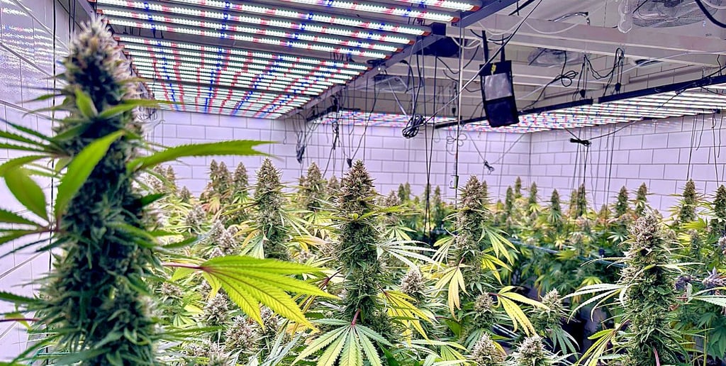 Cannabis Social Club Könnern Gerlebogk Bernburg Christopher Reckrühm
