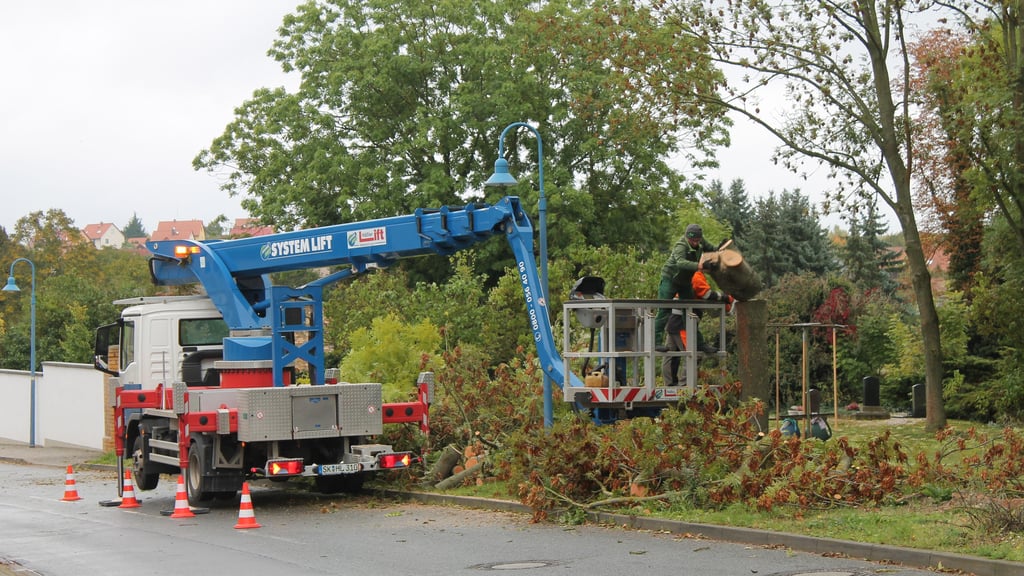 Anwohner sind entsetzt: Sieben große Bäume am Schiepziger Friedhof sind gefällt worden.