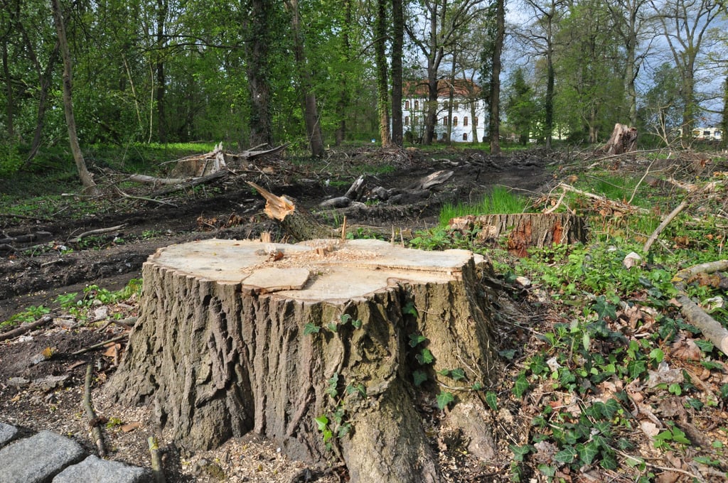 Im Kurpark Kalbe waren wegen Schädlingsbefalls etliche Bäume gefällt worden.