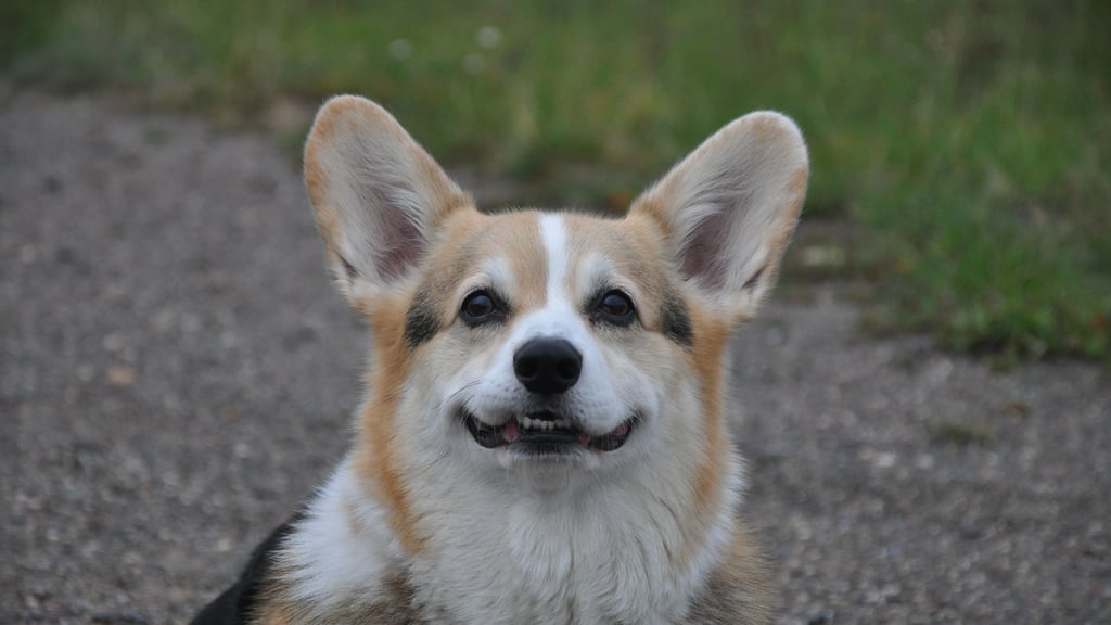 Süß: Der neunjährige Munchkin ein Welsh Corgi Pembroke.
