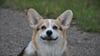 Süß: Der neunjährige Munchkin ein Welsh Corgi Pembroke. 