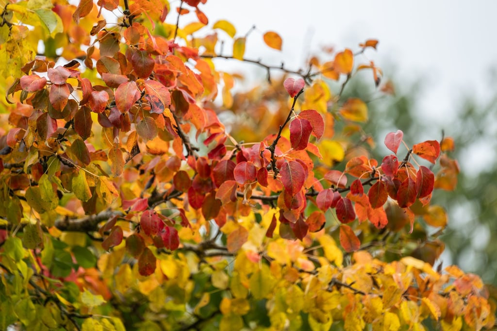 In Sachsen, Sachsen-Anhalt und Thüringen steht ruhiges Herbstwetter an, das sich kaum ändert. (Archivbild)