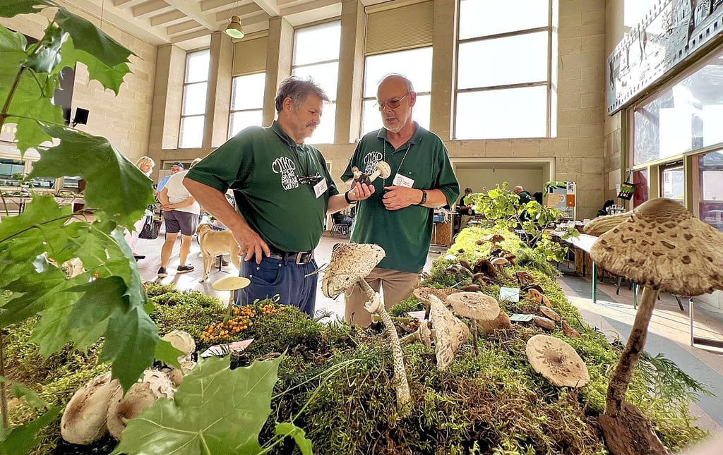 Pilzausstellung der Fachgruppe Mykologie im Bahnhof Wolfen: Hier informieren Gerhard Niechziol (l.) und Holger Irmer.