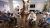 Geduldig lässt sich die Haflinger-Stute striegeln.
