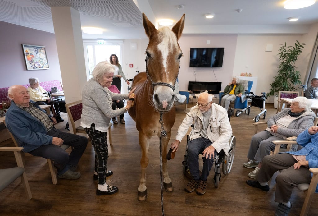 Geduldig lässt sich die Haflinger-Stute striegeln.