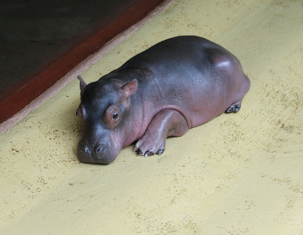 Das Flusspferd-Baby kam vor knapp zwei Wochen auf die Welt.