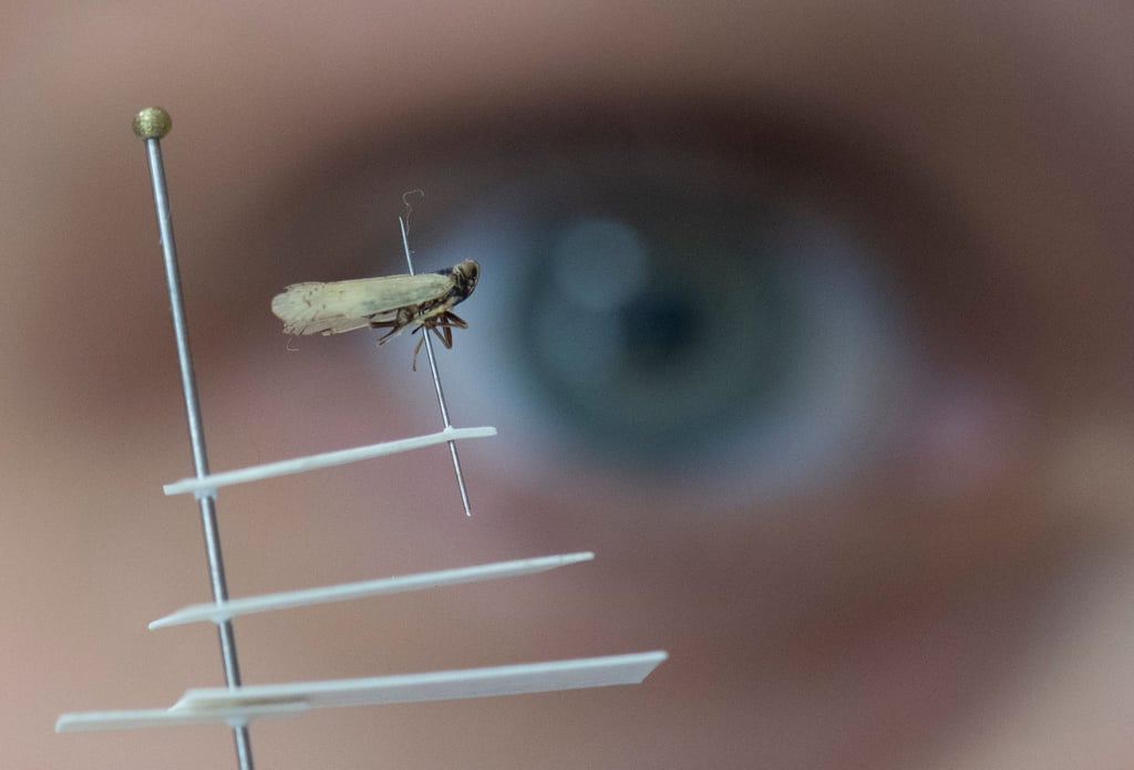 Kaum einen Zentimeter groß, doch enorme Schäden: die Schilf-Glasflügelzikade