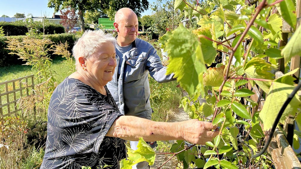 In der Kleingartenanlage „Am Waldrand“ in Altjeßnitz kümmern sich Ursula Arens und Jens Eichler um die Reben vor ihrer Laube.