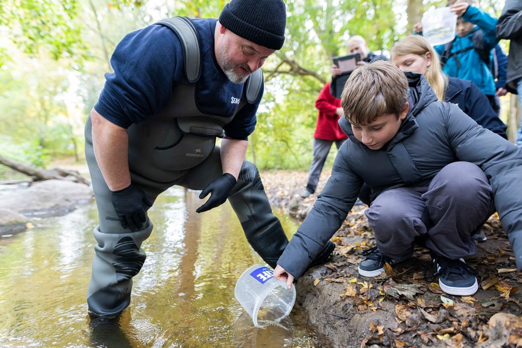 Tausende Lachse werden von Schülern in Hannover ausgwildert.