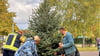 Gemeinsam wird hier die Blaufichte in Kleinmühlingen gepflanzt. Sie soll  in der Weihnachtszeit für fesliche Stimmung sorgen.