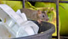 In Magdeburg gibt es an vielen Orten zahlreiche Ratten. Sogar mehr als Einwohner. Neue Maßnahmen sollen das Problem lösen.