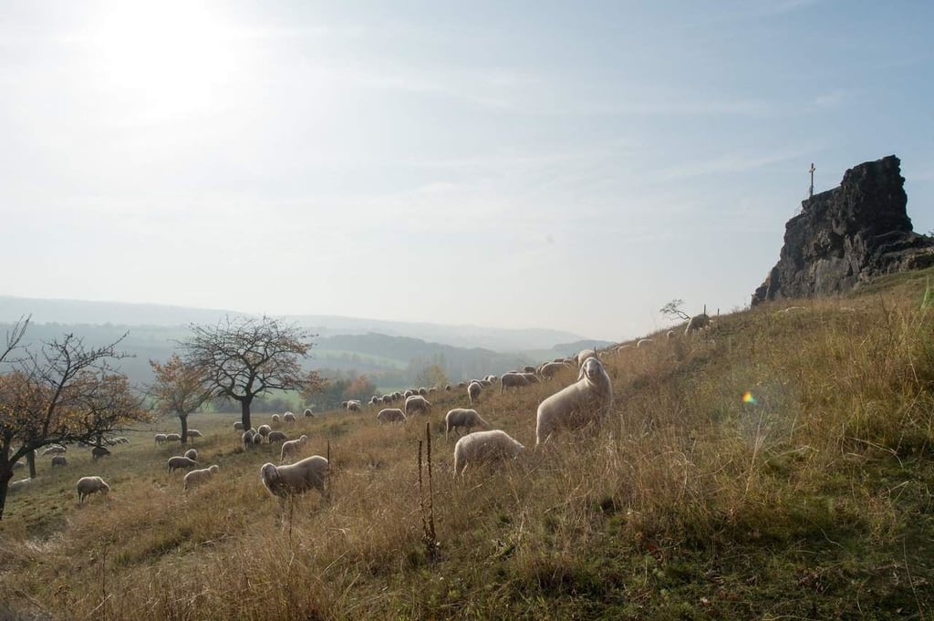 Ein Bild, das es auch künftig geben soll: Schafe weiden im Naturschutzgebiet an den Gegensteinen bei Ballenstedt.
