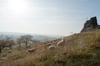 Ein Bild, das es auch künftig geben soll: Schafe weiden im Naturschutzgebiet an den Gegensteinen bei Ballenstedt.
