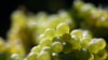 Die Weinlese steht kurz vor dem Abschluss. Die Winzer sind bislang zufrieden mit der Ernte. (Archivbild)