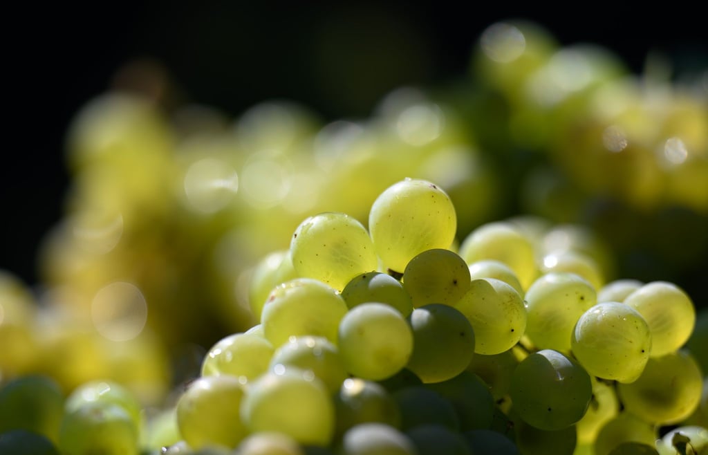 Die Weinlese steht kurz vor dem Abschluss. Die Winzer sind bislang zufrieden mit der Ernte. (Archivbild)