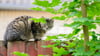 Das Land fördert die Kastration von Streunerkatzen, sieht aber auch die Halter von Freigängern in der Pflicht. (Archivbild)