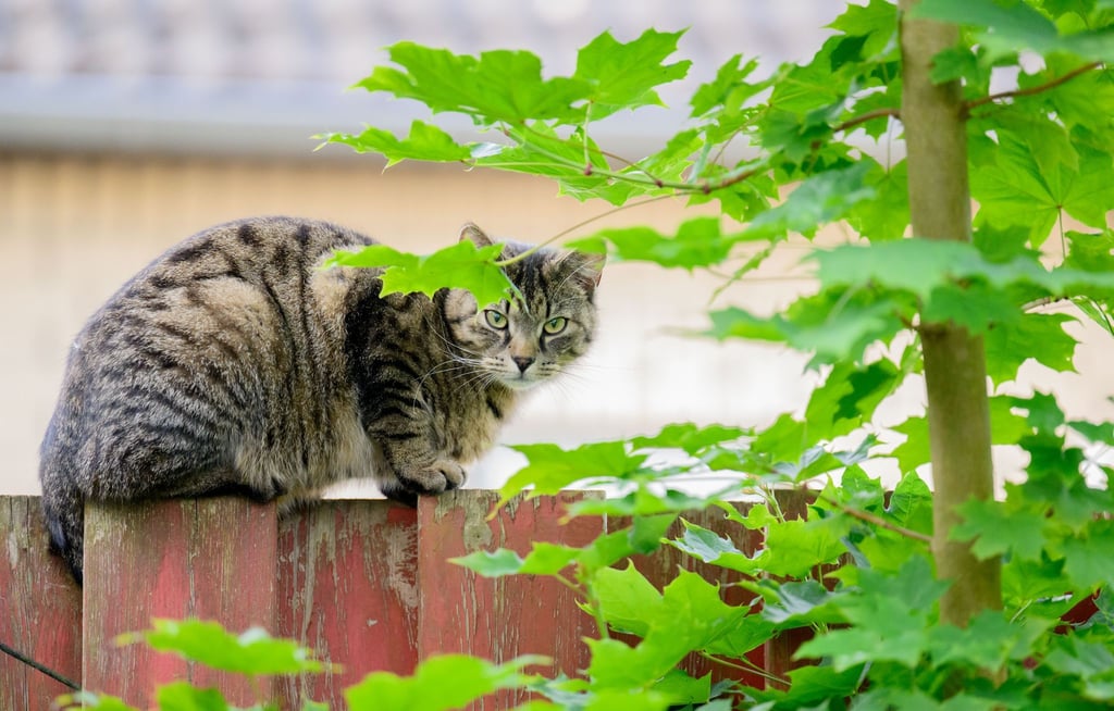 Das Land fördert die Kastration von Streunerkatzen, sieht aber auch die Halter von Freigängern in der Pflicht. (Archivbild)