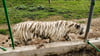 Nach Angaben der Behörden wiegt der entlaufene Tiger rund 130 Kilogramm.