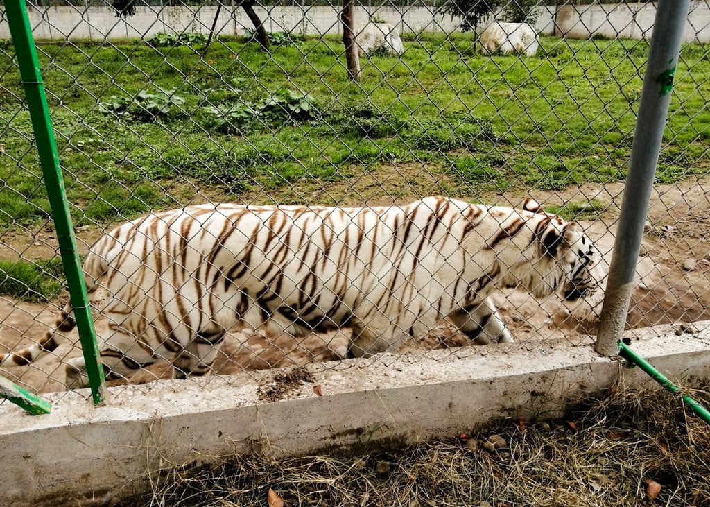 Nach Angaben der Behörden wiegt der entlaufene Tiger rund 130 Kilogramm.