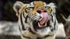 Die Behörden riefen die Bevölkerung auf, sich sofort zu melden, wenn sie den Tiger sehen. (Archivbild)