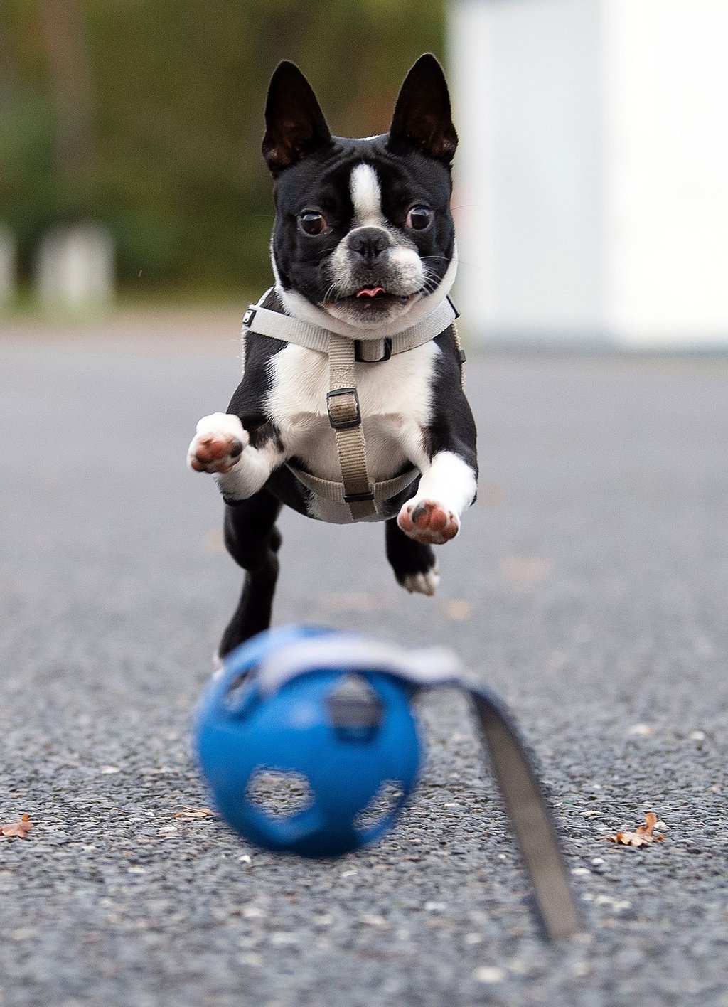 So verfressen Hunde sind - manche lassen für ein bestimmtes Ding jedes Futter und überhaupt alles andere liegen: ein Spielzeug. (Archivbild)