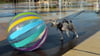 Ein Ball ist für etliche Hunde ein höchst verführerisches Objekt. (Archivbild)