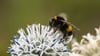Zehn Prozent der Wildbienen sind in Europa bedroht (Archivbild)