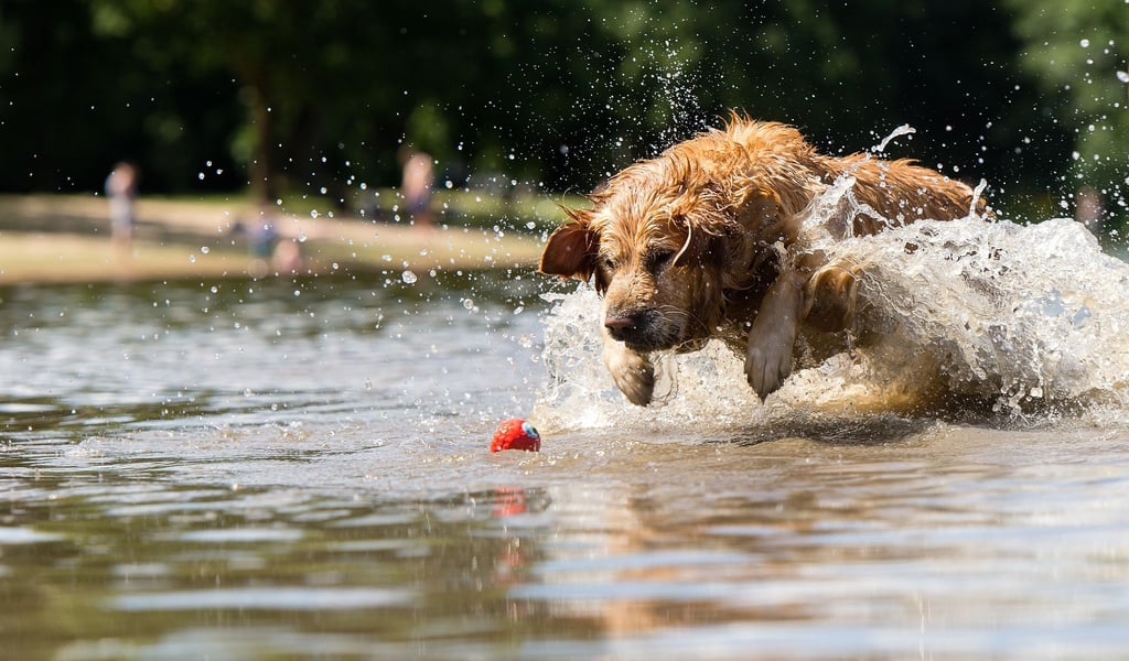 Ein Hund, der so verliebt in sein Spielzeug ist, dass er nicht von ihm lassen mag: Klingt süß, kann für den Vierbeiner aber gefährlich sein. (Archivbild)