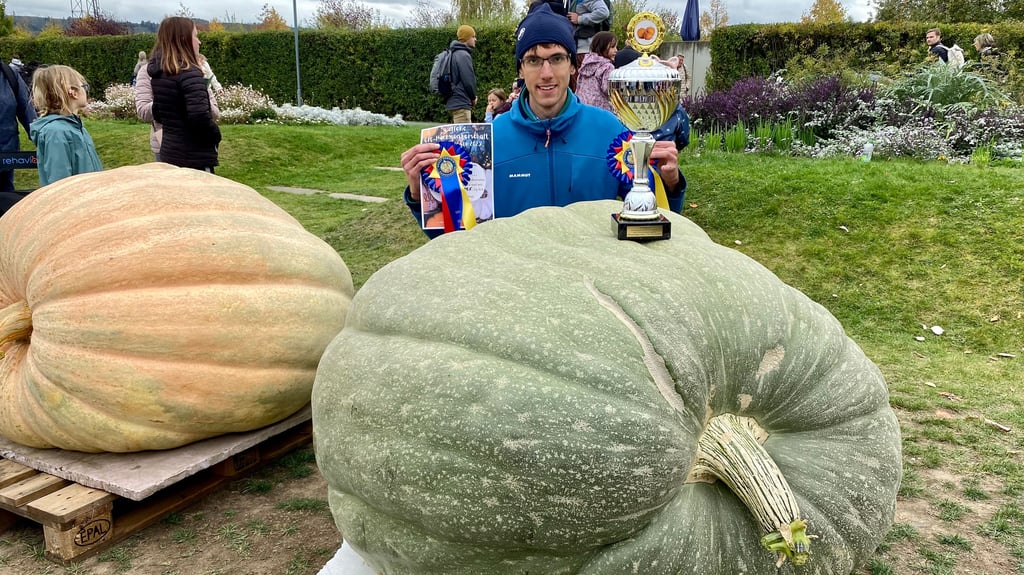 Niels Bunge hat mit diesem Giant Atlantic Sqash die vierte offene Harzmeisterschaft im Kürbiswiegen im Bürgerpark Wernigerode gewonnen.
