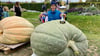 Niels Bunge hat mit diesem Giant Atlantic Sqash die vierte offene Harzmeisterschaft im Kürbiswiegen im Bürgerpark Wernigerode gewonnen.
