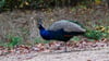 Im Landkreis Stendal war ein Pfau auf Abwegen auf einer stark befahrenen Straße unterwegs. (Archivbild)