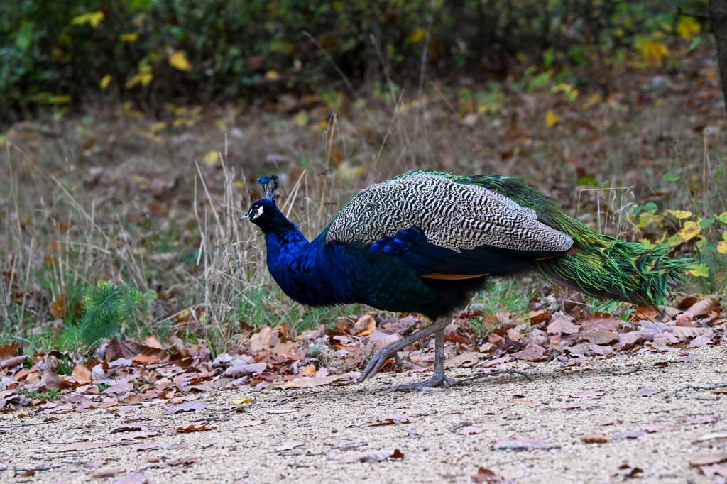 Im Landkreis Stendal war ein Pfau auf Abwegen auf einer stark befahrenen Straße unterwegs. (Archivbild)