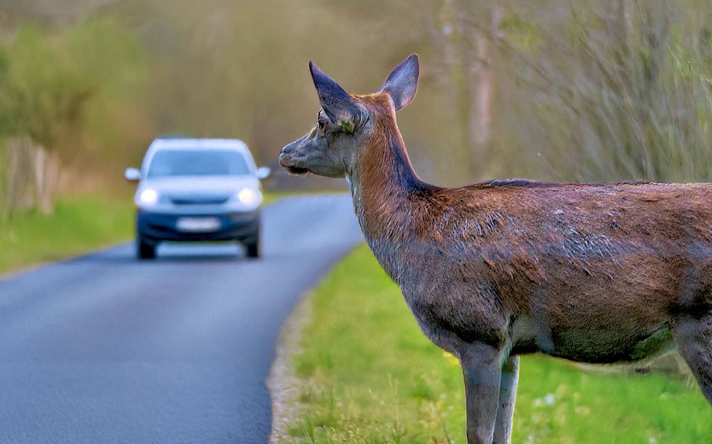 Rehe werden in der Region besonders häufig Opfer von Wildtierunfällen, wenn sie in der Dämmerung auf Nahrungsuche sind.