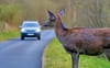 Rehe werden in der Region besonders häufig Opfer von Wildtierunfällen, wenn sie in der Dämmerung auf Nahrungsuche sind. 