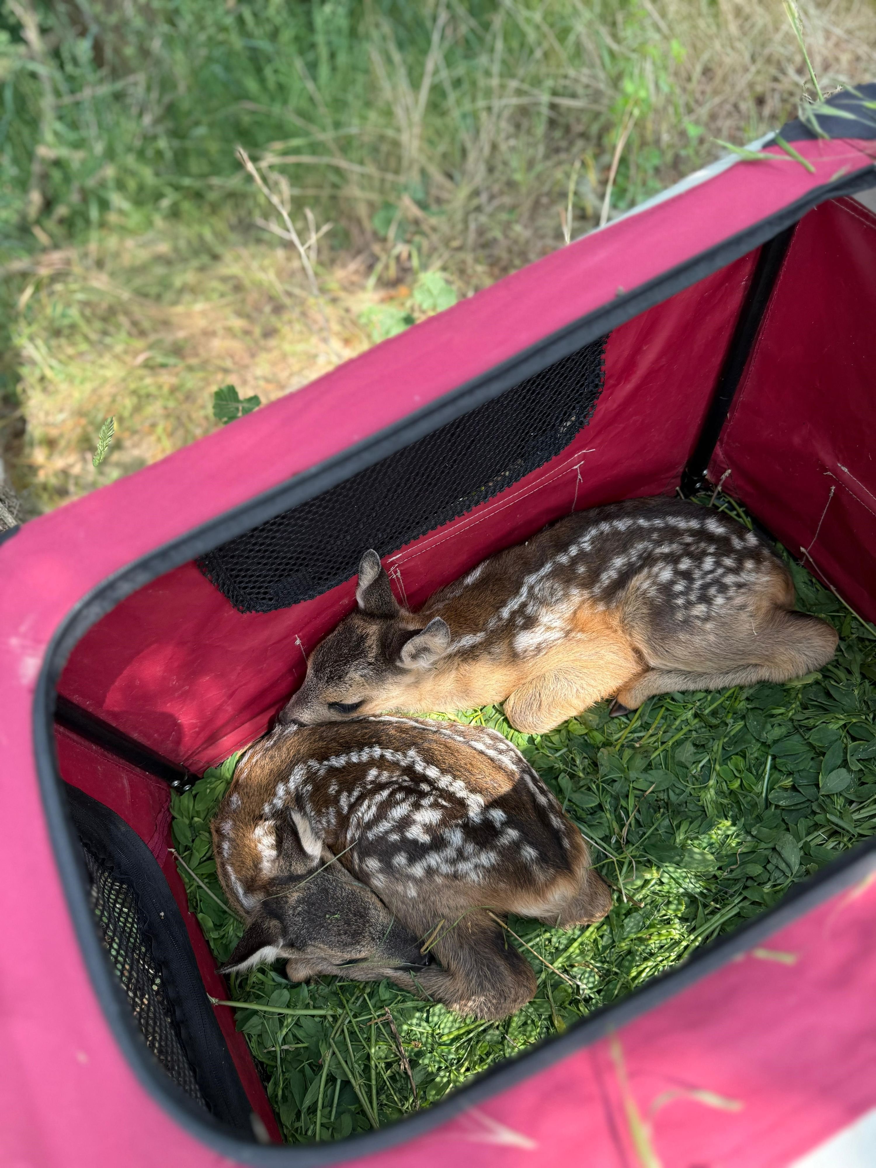 Tierärztin hilft Landwirten: 84 Rehkitze bei Berßel im Landkreis Harz gerettet: Ehrenamtler mit Drohnen und Herzblut im Einsatz