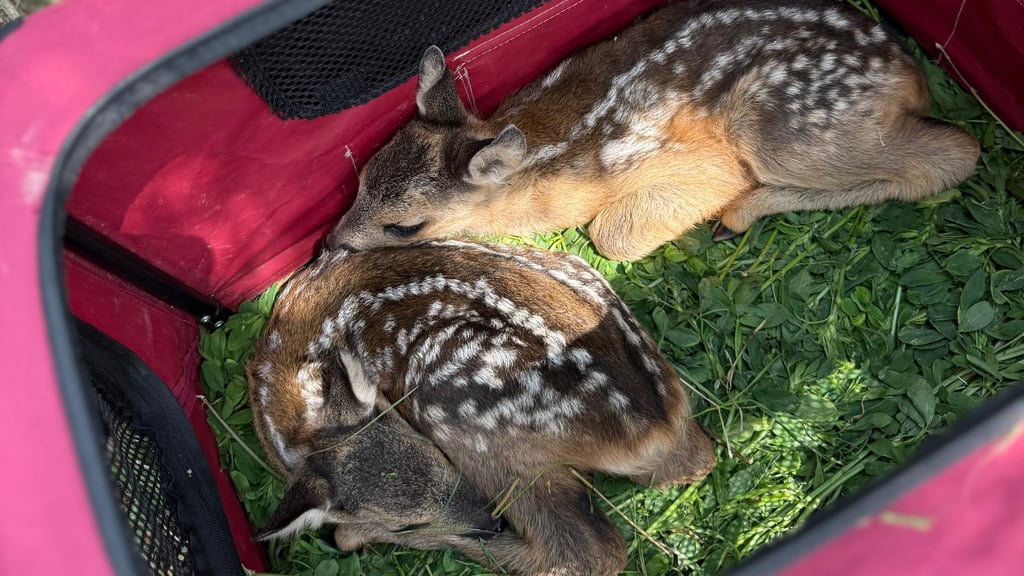 Die von den Berßeler Kitzrettern gefundenen jungen Rehe werden während des Mähens in Hunde-Transportboxen untergebracht und anschließend wieder vor Ort ausgesetzt, damit die Ricken sie finden.