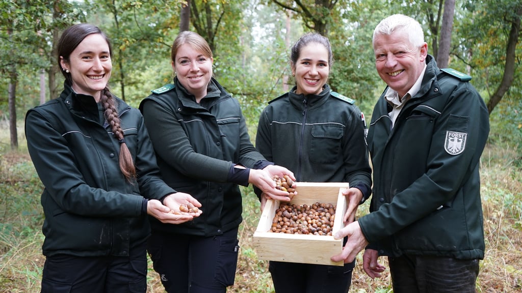 Julia Gleitner, (v.l.), Nicole Petschick, Valentina Lüning und Revierförster Horst Schulze zeigen, wie die Kästen für die Eichelhäher gefüllt werden.