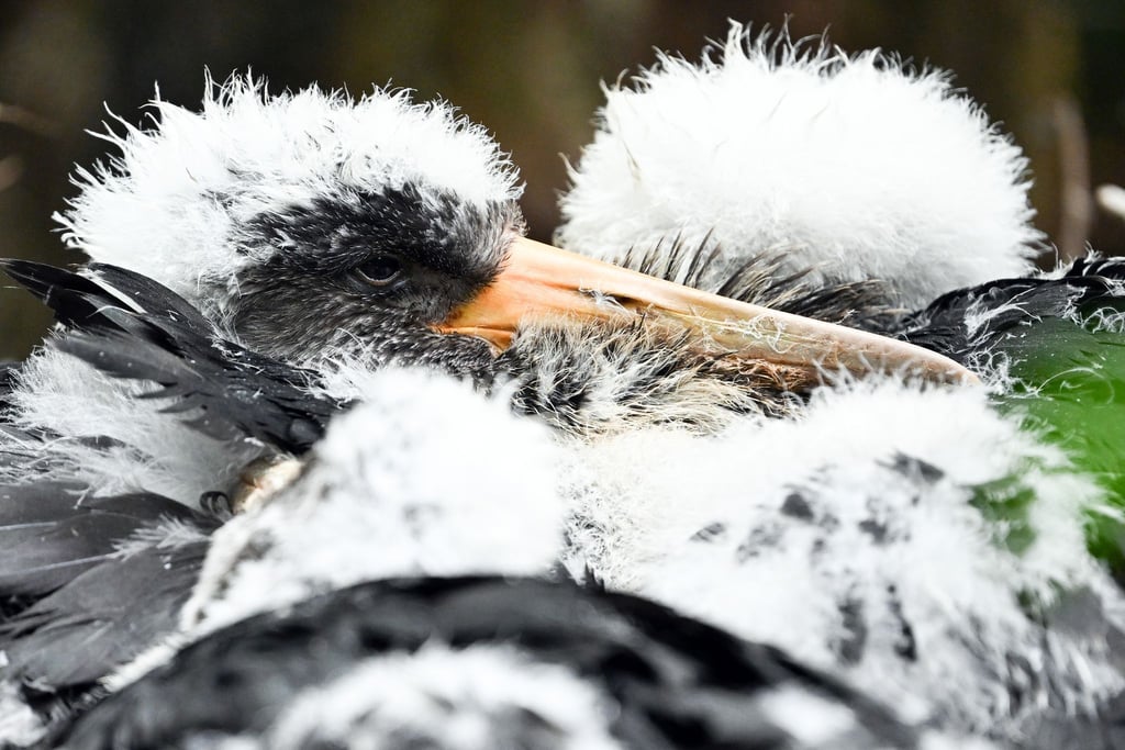 Schwarzstorch-Küken haben noch weißes Fell. (Symbolbild)