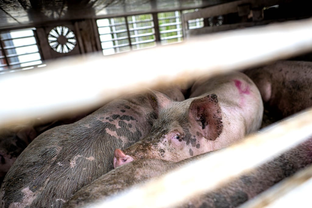 Nach Angaben der Polizei haben elf Schweine den Unfall in Fürstenau nicht überlebt. (Symbolbild)