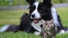 Ein Herz und eine Seele? Mit Geduld und Gelassenheit kann die Zusammenführung von Hund und Katze funktionieren.