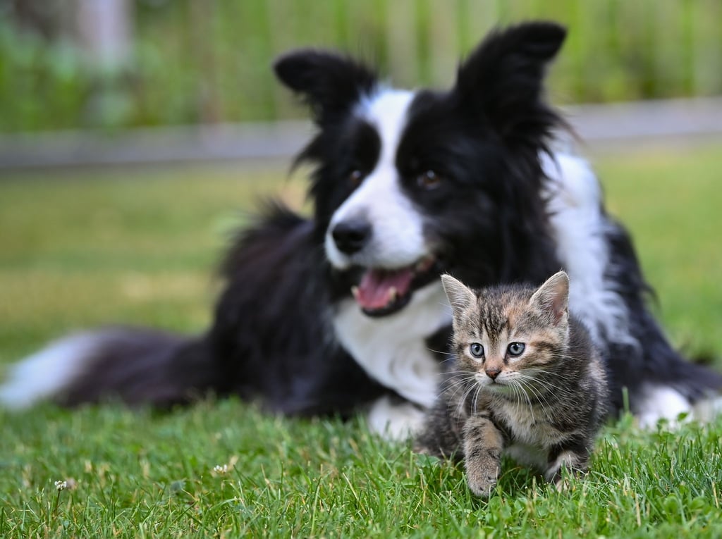Ein Herz und eine Seele? Mit Geduld und Gelassenheit kann die Zusammenführung von Hund und Katze funktionieren.