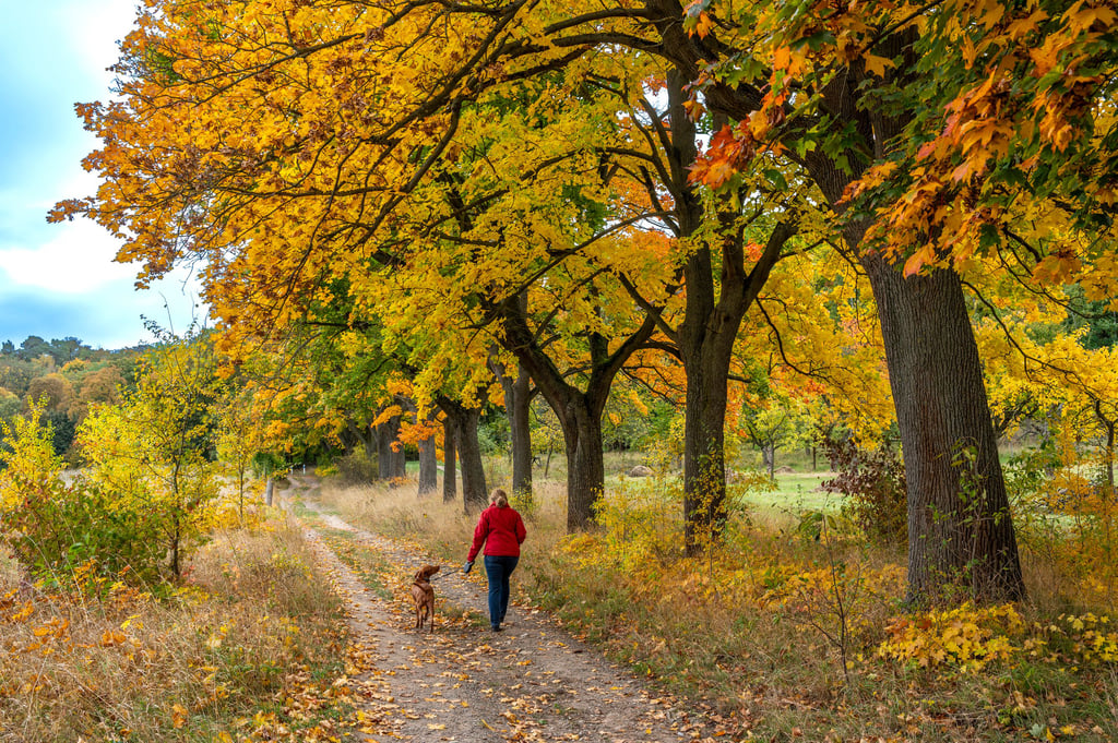 Herbstfärbung in Halberstadts Spiegelsbergen.