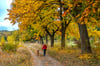 Herbstfärbung in Halberstadts Spiegelsbergen.