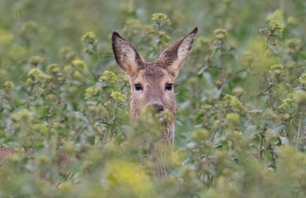 Im thüringischen Manebach sucht die Polizei nach Wilddieben. (Symbolbild)