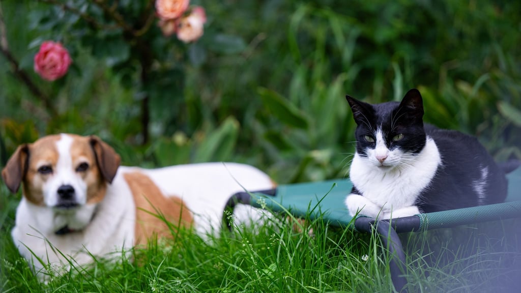 Unterschiedliche Charaktere erschweren das Zusammenleben von Hund und Katze: Nicht jede Konstellation ist geeignet.