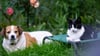 Unterschiedliche Charaktere erschweren das Zusammenleben von Hund und Katze: Nicht jede Konstellation ist geeignet.
