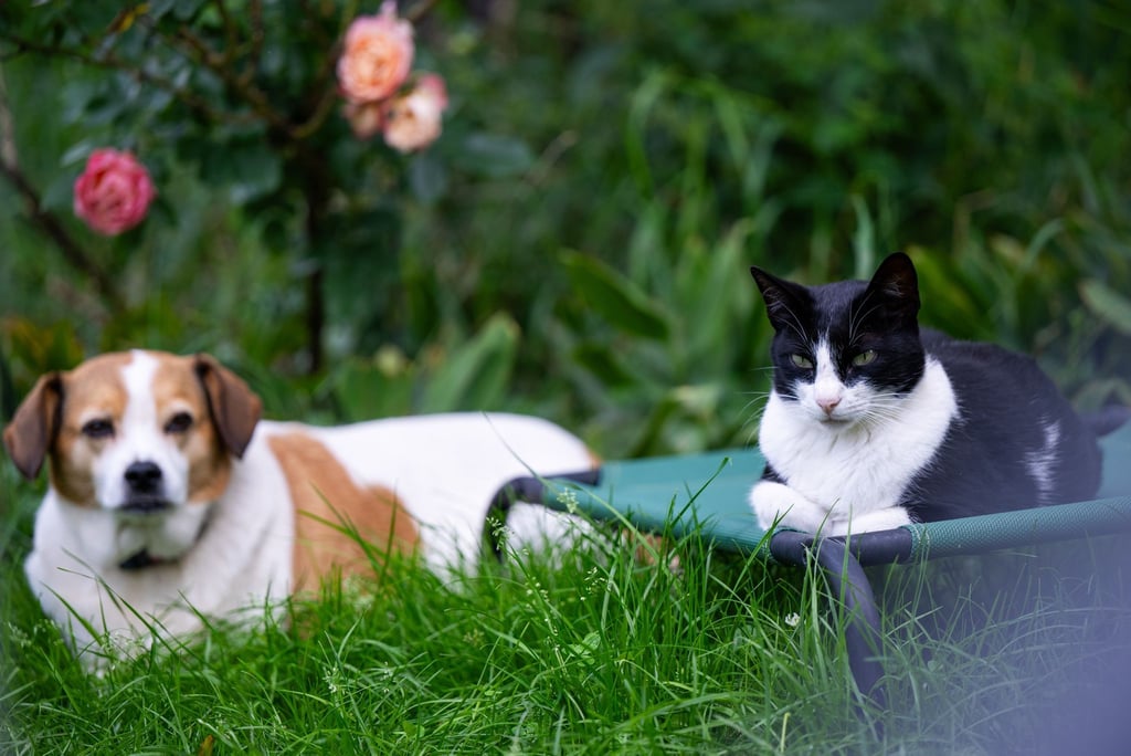 Unterschiedliche Charaktere erschweren das Zusammenleben von Hund und Katze: Nicht jede Konstellation ist geeignet.